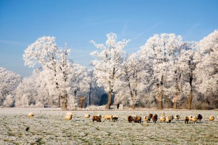 a herd of sheep standing in a frosted field with iced over trees behind them